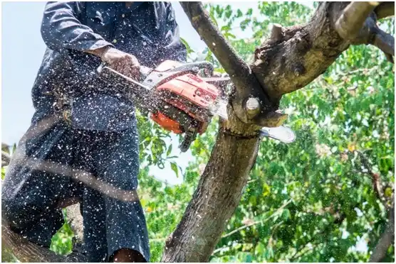 tree services Lowry Crossing